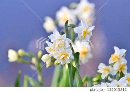 スイセン(水仙：narcissus) 136015811