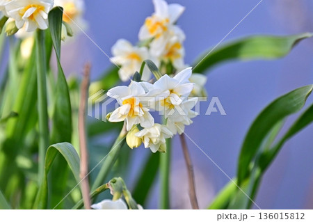 スイセン(水仙：narcissus) 136015812