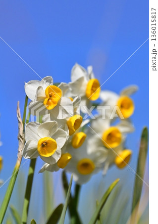 スイセン(水仙：narcissus) 136015817