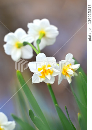 スイセン(水仙:narcissus) スイセン(水仙:narcissus) 136015818