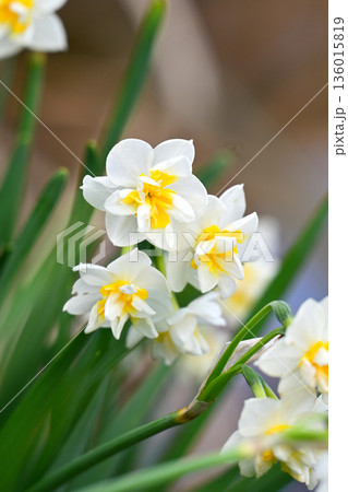 スイセン(水仙：narcissus) 136015819