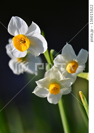 スイセン(水仙：narcissus) 136015822