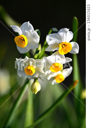 スイセン(水仙：narcissus) 136015823