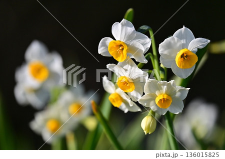 スイセン(水仙:narcissus) スイセン(水仙:narcissus) 136015825