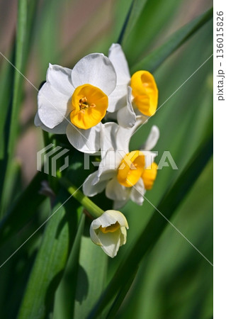 スイセン(水仙：narcissus) 136015826