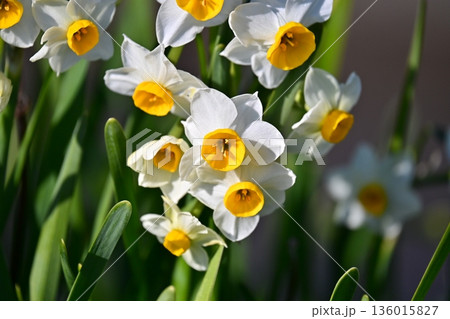 スイセン(水仙:narcissus) スイセン(水仙:narcissus) 136015827