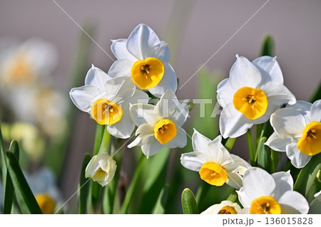 スイセン(水仙：narcissus) 136015828