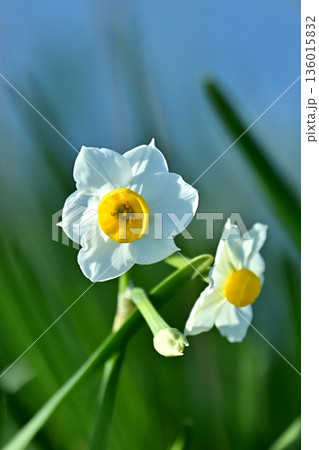 スイセン(水仙:narcissus) スイセン(水仙:narcissus) 136015832