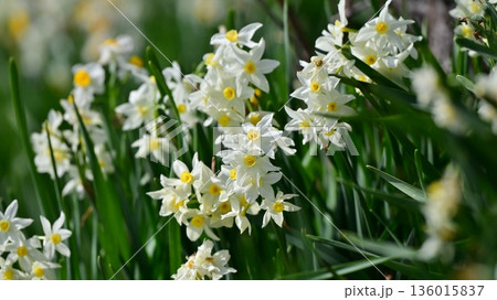 スイセン(水仙：narcissus) 136015837