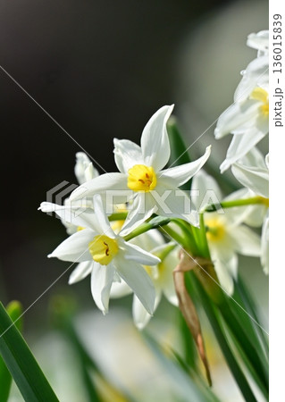 スイセン(水仙：narcissus) 136015839