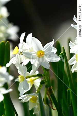 スイセン(水仙：narcissus) 136015841