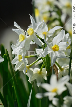 スイセン(水仙：narcissus) 136015842