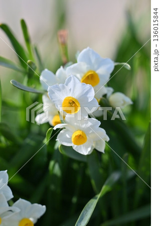 スイセン(水仙:narcissus) スイセン(水仙:narcissus) 136015844