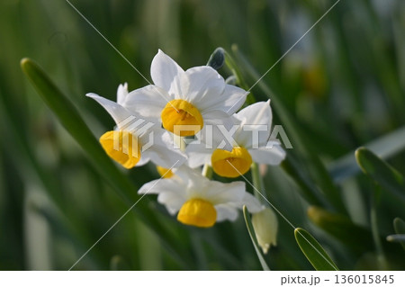 スイセン(水仙:narcissus) スイセン(水仙:narcissus) 136015845