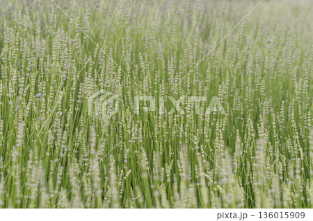 Natural green lavender field. Calm summer meadow background, wellness, nature, organic, eco design 136015909