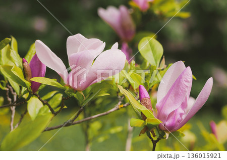 Pink Magnolia Blossoms on Tree Branch in Spring Garden in Vienna 136015921