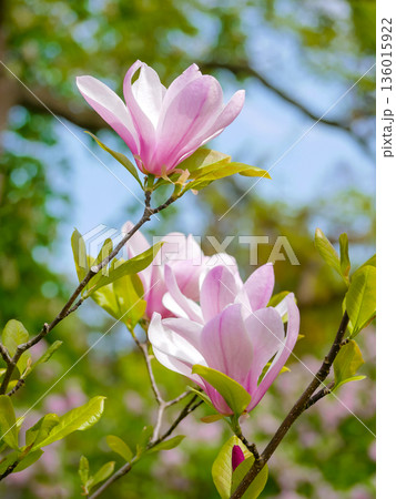 Pink Magnolia Blossoms on Tree Branch in Spring Garden in Vienna 136015922