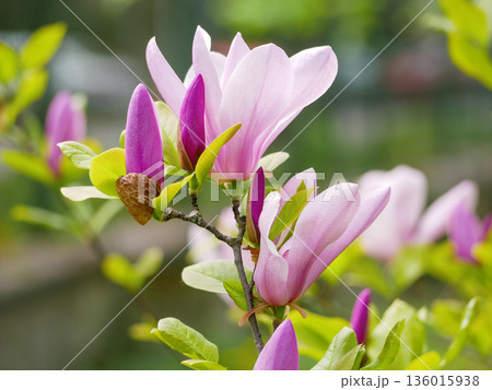 Pink Magnolia Buds and Flowers Blooming on Branch in Spring Garden in Vienna Pink Magnolia Buds and Flowers Blooming on Branch in Spring Garden in Vienna 136015938