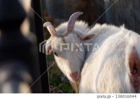 放牧されているヤギ 放牧されているヤギ 136016044