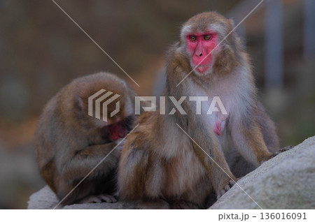 高崎山自然動物園のニホンザル 136016091