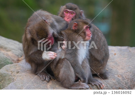 高崎山自然動物園のニホンザル 136016092