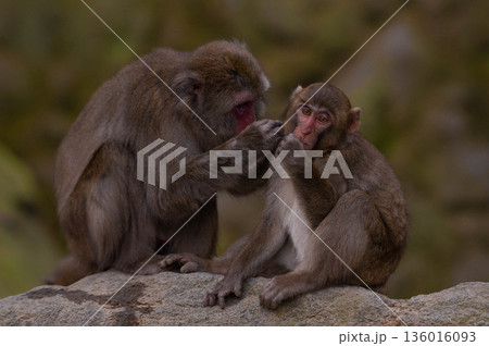 高崎山自然動物園のニホンザル 136016093