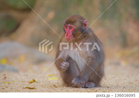 高崎山自然動物園のニホンザル 136016095