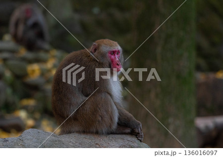 高崎山自然動物園のニホンザル 136016097