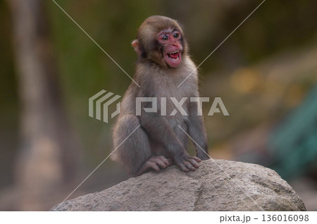 高崎山自然動物園のニホンザル 136016098