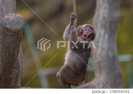 高崎山自然動物園のニホンザル 136016101