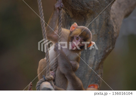 高崎山自然動物園のニホンザル 136016104