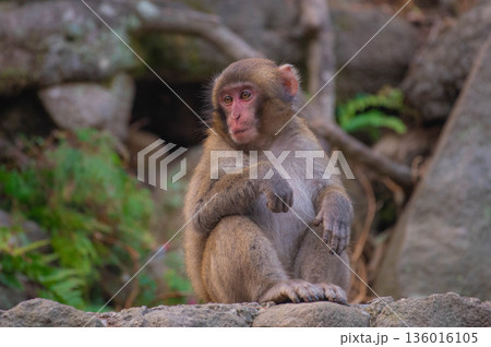 高崎山自然動物園のニホンザル 136016105
