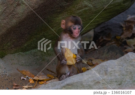 高崎山自然動物園のニホンザル 136016107