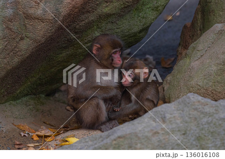 高崎山自然動物園のニホンザル 136016108