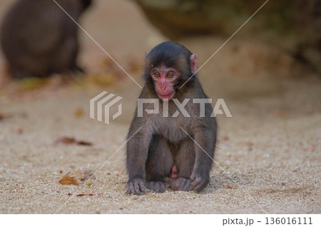 高崎山自然動物園のニホンザル 136016111