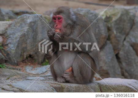 高崎山自然動物園のニホンザル 136016118