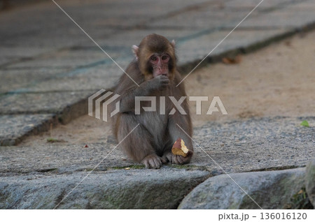 高崎山自然動物園のニホンザル 136016120