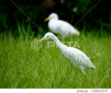 白鷺 シロサギ シラサギ 136016147