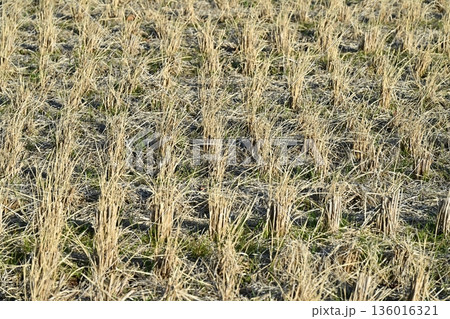 農業イメージ(稲作:収穫後) 農業イメージ(稲作:収穫後) 136016321