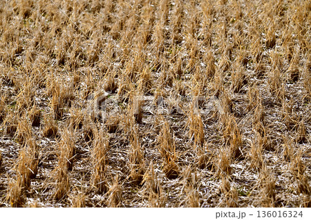 農業イメージ（稲作：収穫後） 136016324