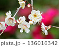 山茶花のボケを背景にした白梅　その1 136016342