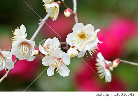 山茶花のボケを背景にした白梅　その1 136016342