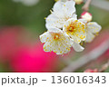 山茶花のボケを背景にした白梅　その2 136016343