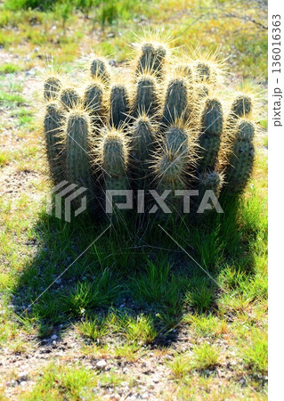 Hedge Hog cactus Hedge Hog cactus 136016363