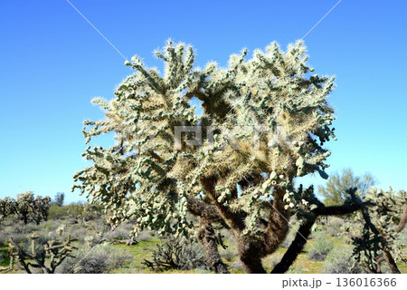 Cholla cactus, Sonora Desert, Mid Winter Cholla cactus, Sonora Desert, Mid Winter 136016366