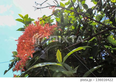Close-up of Chinese ixora in the garden with green leaves. Flower and plant. 136016422