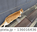 とても急いで歩いている茶色のねこ 136016436