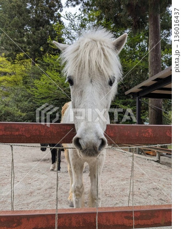 丹生川上神社下社の白馬、しろちゃん 丹生川上神社下社の白馬、しろちゃん 136016437