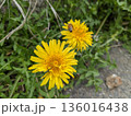 たんぽぽと蜂 136016438