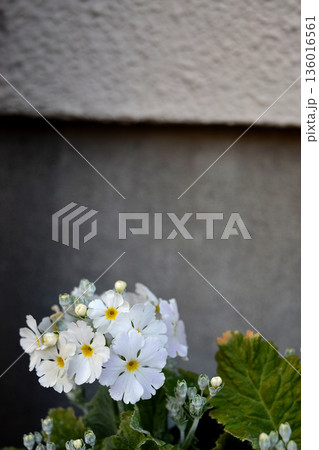 プリムラ 136016561